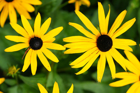 Fun floral background: yellow daisies or black-eyed Susan, Rudbeckia hirtaの写真素材