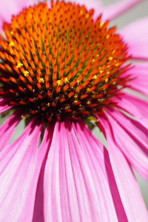 Beautiful macro of purple cone flower, Echinacea purpureaの写真素材