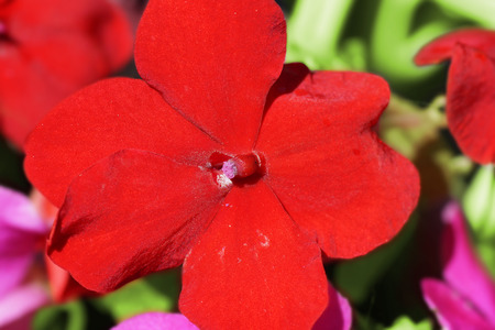 Beautiful red flower detail, floral backgroundの写真素材