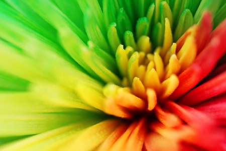 Beautiful macro of a multicolor flower with green, yellow, orange and redの写真素材