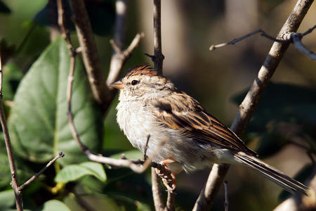 Chipping sparrow, Spizella passerina,little bird on a branchの写真素材
