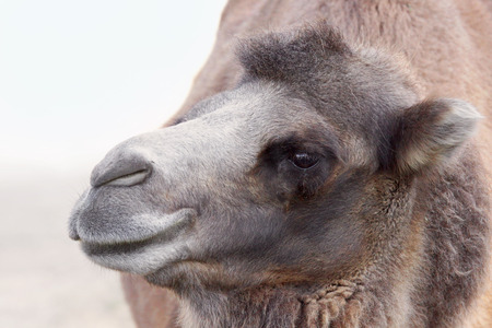 Profile portrait of a Bactrian camel, Camelus bactrianusの写真素材