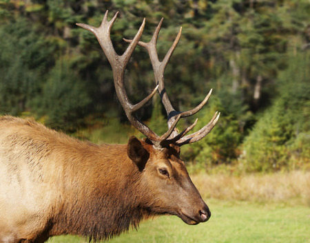 Bull or male elk,  Cervus canadensis, in rut during fallの写真素材