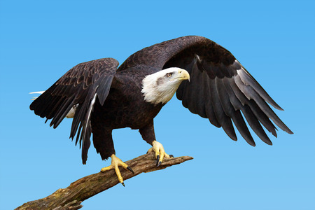 Bald eagle, Haliaeetus leucocephalus, taking flight over blue sky
