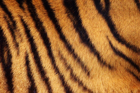 Siberian or Amur tiger stripped fur from the side backgroundの写真素材
