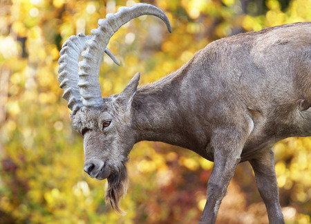 Male Siberian ibex, Capra sibirica, with his big horns over fall color backgroundの写真素材