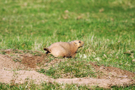 Black-tailed prairie dog,Cynomys ludovicianus, keeping watch near its burrowの写真素材