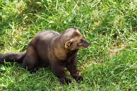 Fisher, Martes pennanti, on the groundのeditorial素材