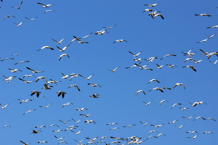 Large group of snow geese, Chen caerulescens, in flight against blue skyの写真素材