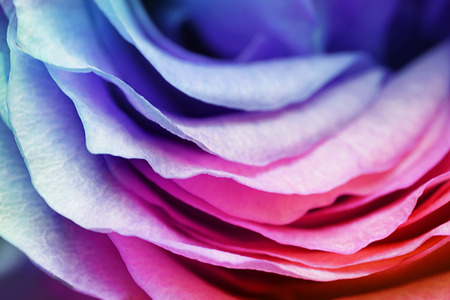 Macro of rose petals with tone effects: floral backgroundの写真素材