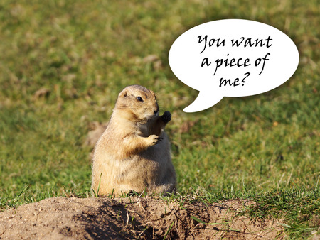 Funny black-tailed prairie dog looking for a fight with fists up in the air, speech bubbleの写真素材