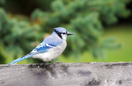 Beautiful bird, blue jay on an old wood fenceの写真素材