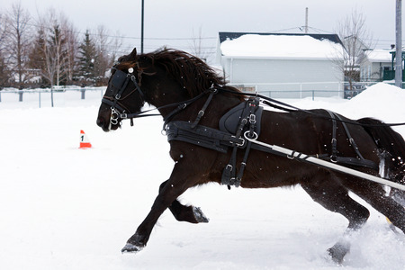 Canadian horse pulling sleigh in winterの写真素材