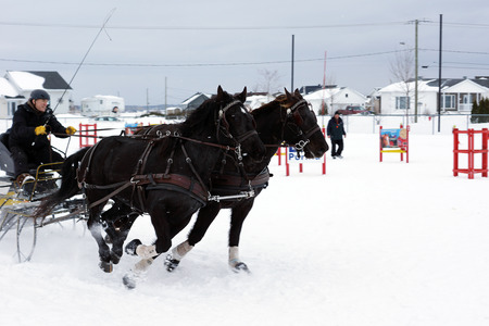 QUEBEC, CANADA-JANUARY, 22: Canadian horse pulling sleigh in winter obstacle cone driving on January, 2015. That breed is a strong, muscled light horse, generally used for riding and drivingのeditorial素材
