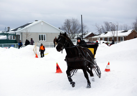 ST.BRUNO, QUEBEC, CANADA-JANUARY, 22: Canadian horse pulling sleigh in winter obstacle cone driving on January, 2015. That breed is a strong, well-muscled breed of light horse, generally used for riding and driving.のeditorial素材