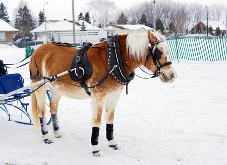 Haflinger horse pulling sleigh for winter obstacle cone drivingの写真素材