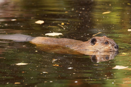 Cute beaver swimming in murky water