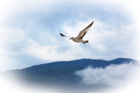 Airy picture of a flying juvenile seagull over blue sky and mountain