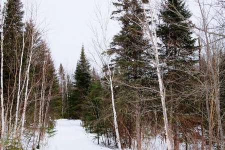 Northern boreal forest landscape in winterの写真素材
