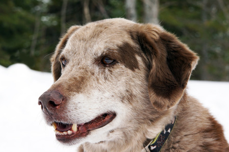 Portrait of big dog outsite in the snow, Australian shepherd and labrador mixの写真素材