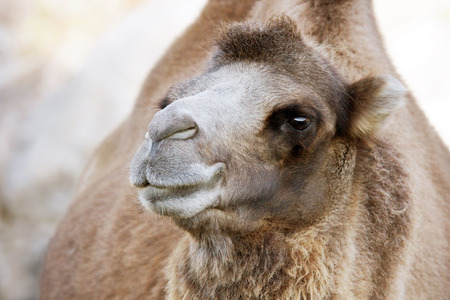 Profile portrait of a Bactrian camel, Camelus bactrianusの写真素材