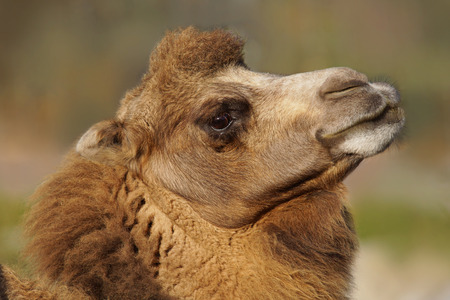 Proud, head high Bactrian camel, Camelus bactrianusの写真素材