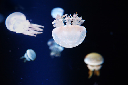 Light jellyfish in dark waterの写真素材