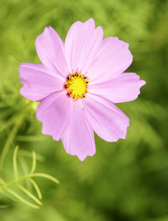 Small pink flower over green background, spring conceptの写真素材
