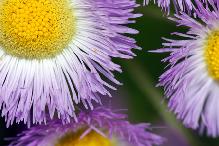 Artistic purple flowers close up