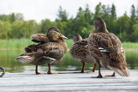 Mallard ducklings drying up on wooden dockの写真素材