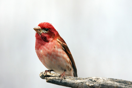 Male Purple finch ,Carpodacus purpureus, on branchの写真素材