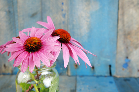 Pink echinacea flowers in glass jar on blue wood backgroundの写真素材