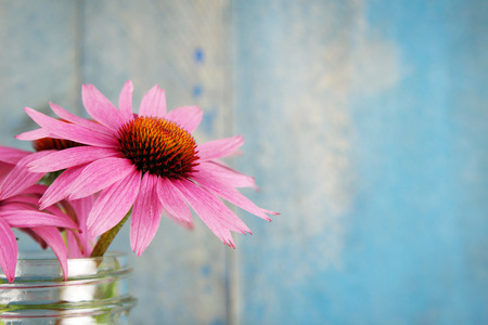 Pink echinacea flowers in glass jar on blue wood backgroundの写真素材