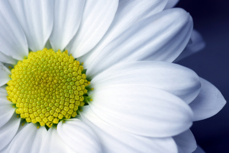 Beautiful daisy flower macro - blue toneの写真素材