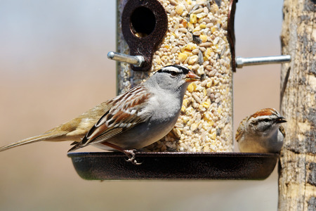 White-crowned sparrow, Zonotrichia leucophrys and chipping sparrow, Spizella passerina, sharing a bird feederの写真素材