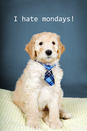 Cute goldendoodle puppy with plaid tieの写真素材