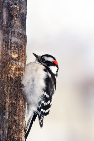 Male Downy woodpecker, Picoides pubescens, perched on old trunkの写真素材