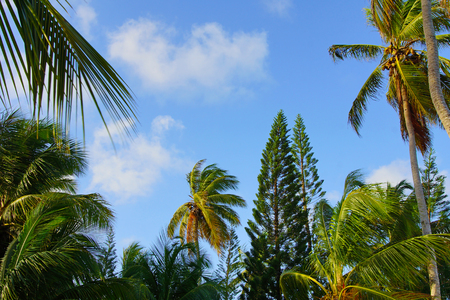 Tropical palm trees and skyの写真素材
