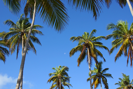 Tropical palm trees, blue sky and moonの写真素材