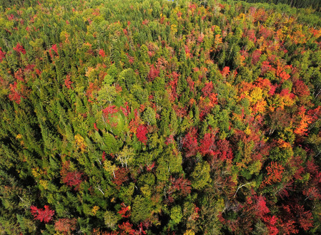 Beautiful aerial view of colorful fall forestの写真素材