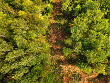 Aerial view of path across forestの写真素材