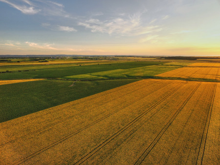 Aerial view of rapeseed fields at sunsetの写真素材