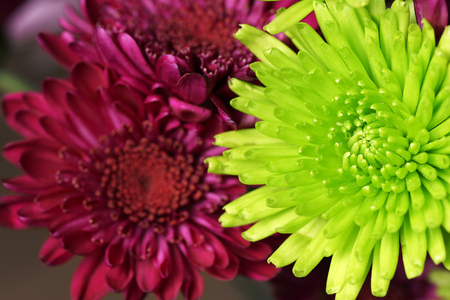 Green and purple Mum flowers macroの写真素材