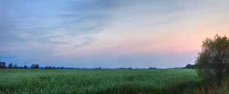 Moon and sunset blue light sky over field of buckwheat white flowersの写真素材