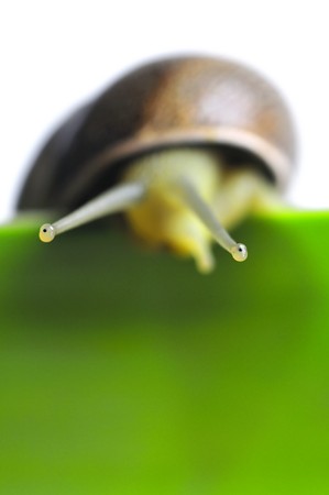Macro of a snail's eyes.の写真素材