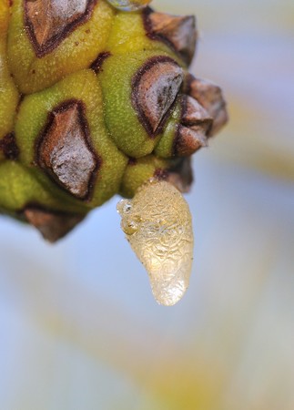 Pine Resinの写真素材