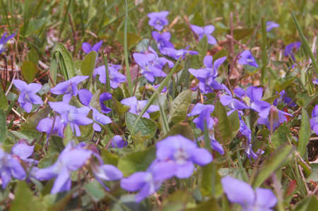 Violets