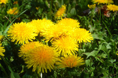Dandelionsの写真素材