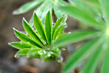Tiny & delicate Lupin leaves in early spring after a brief rain shower.の写真素材