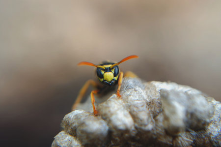 An angry hornet sits on top of it's nest, daring the viewer to come closer. Macro.の写真素材